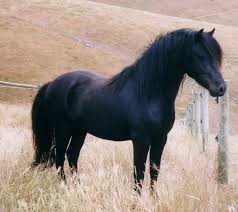Dartmoorsky kôň